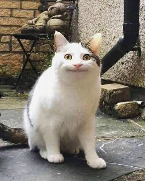 แมวมีม2.jpg