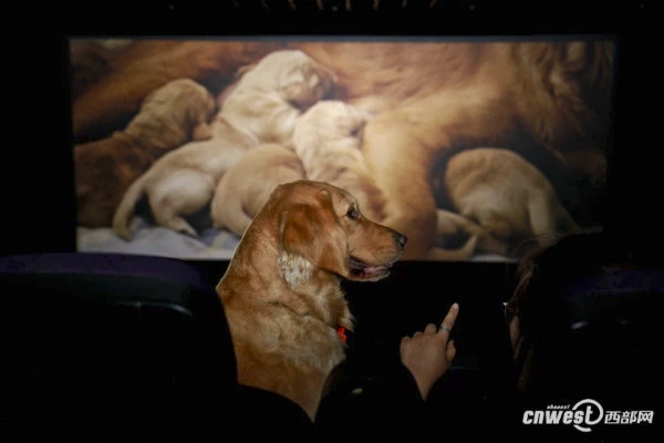 2_cinema_dog