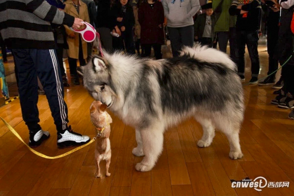6_cinema_dog