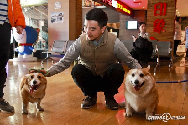 7_cinema_dog