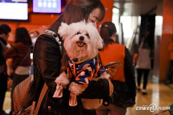 8_cinema_dog