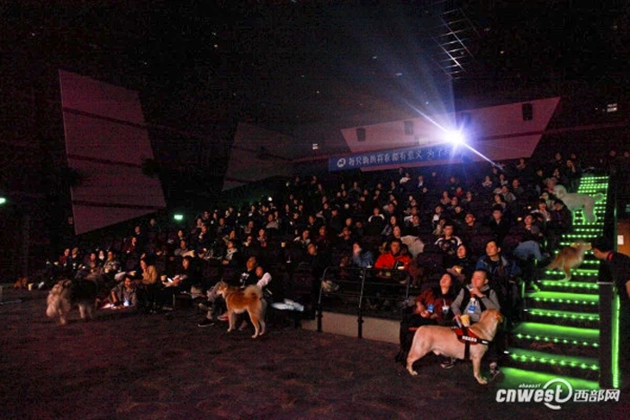 Open_cinema_dog