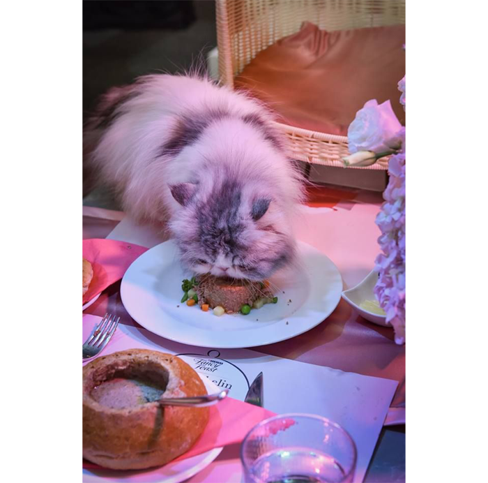 2MeowChelin2