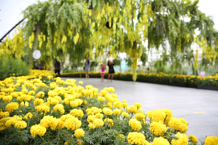 6_flower