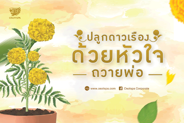 ปลูก