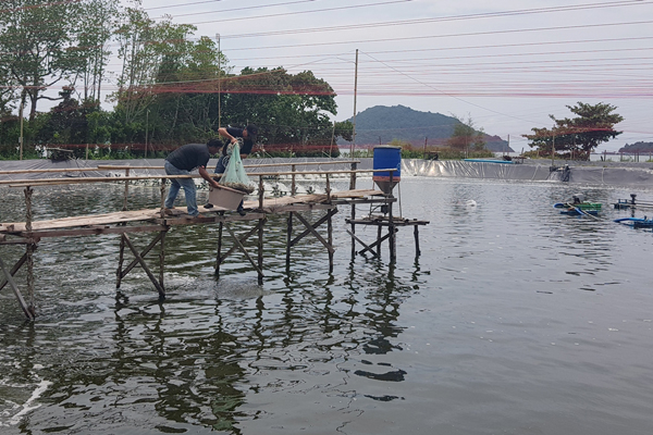 Thai