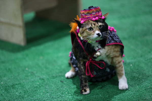 5.Pet_