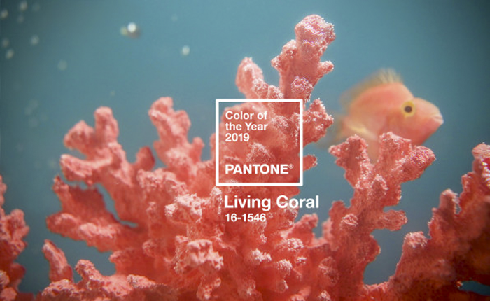 2_colorCoral