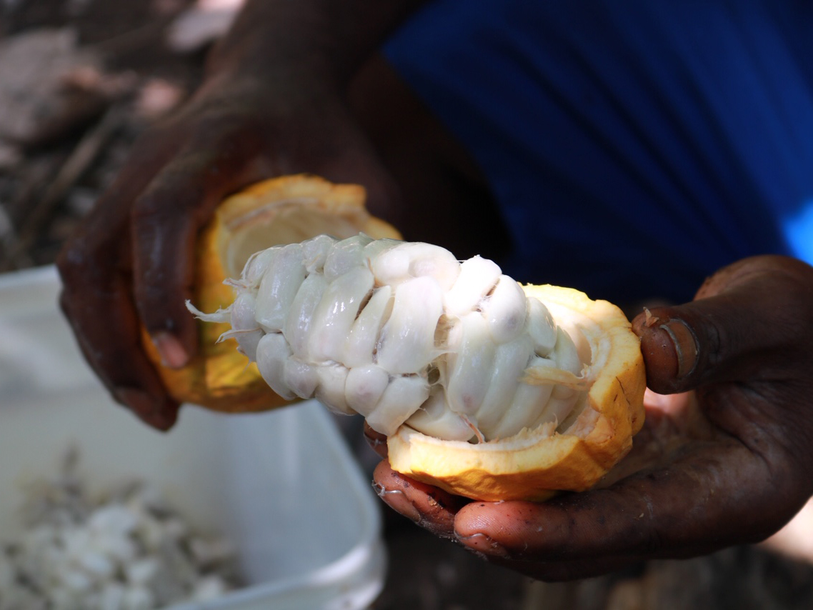 nestle-cacao-fruit