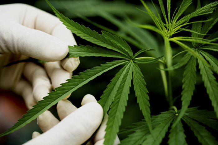 1_marijuana