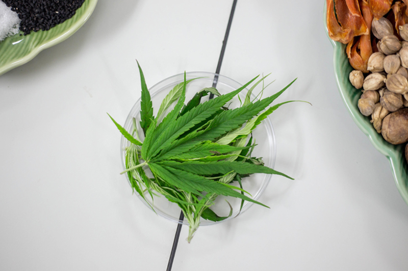 Cannabis leaves for medical purposes from the Rangsit