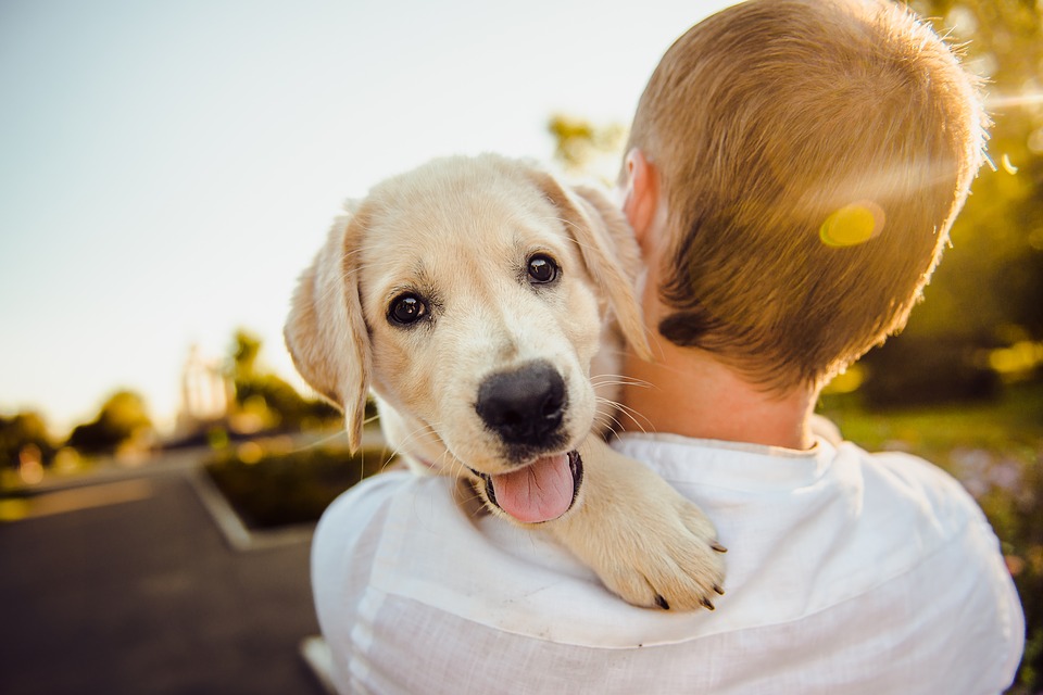 adorable-3344414_960_720