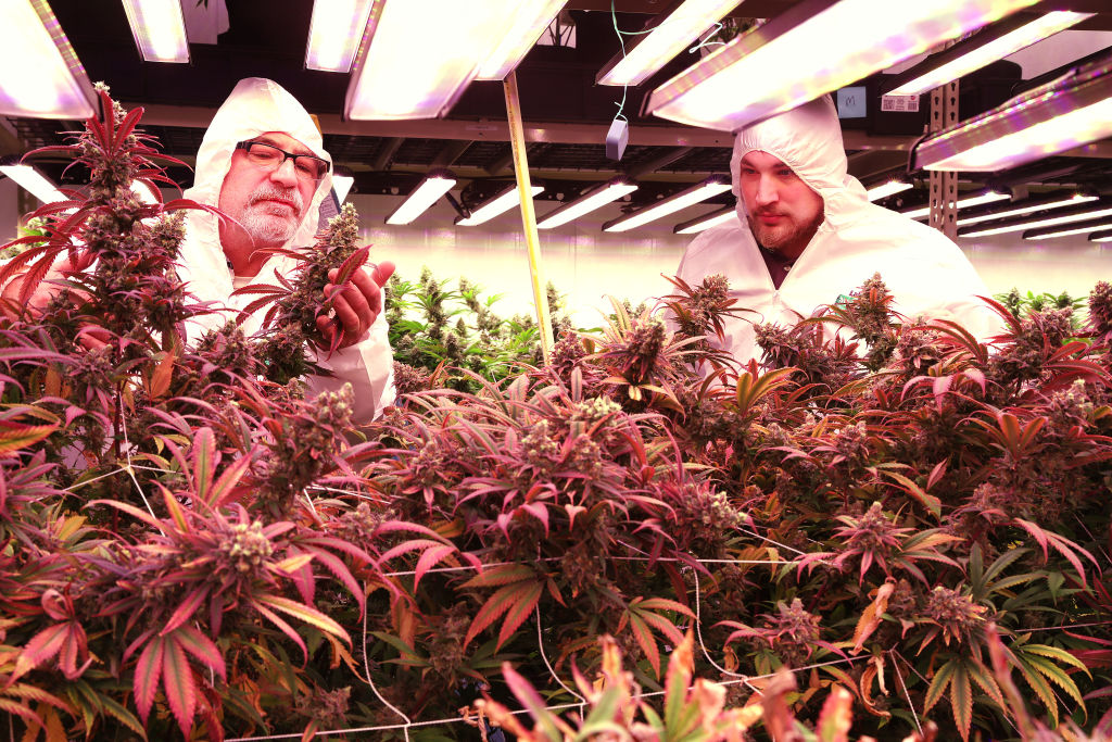 Gibby's Garden is First Cannabis Microbusiness in Mass