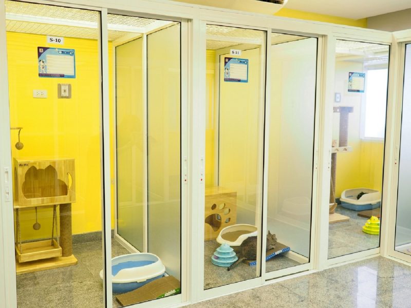 Medical-Cat-Hotel_02-e1578635940808