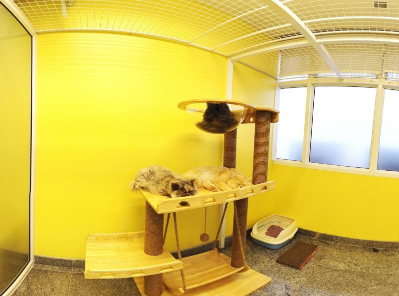 Medical-Cat-Hotel_03-e1578635833320