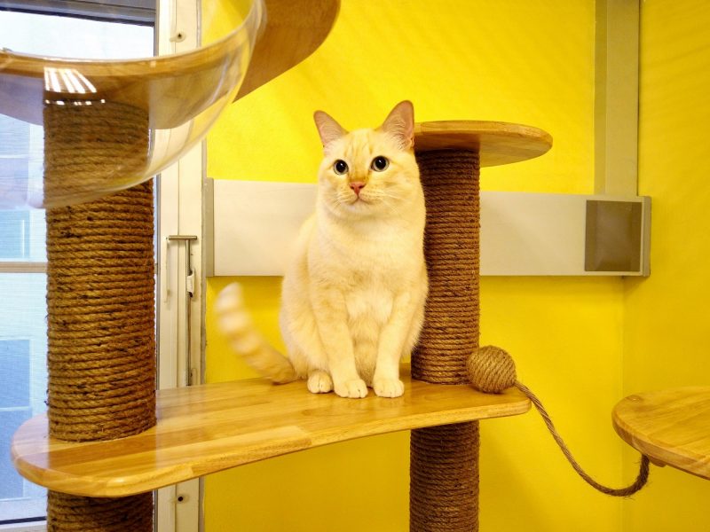 Medical-Cat-Hotel_04-e1578635863204