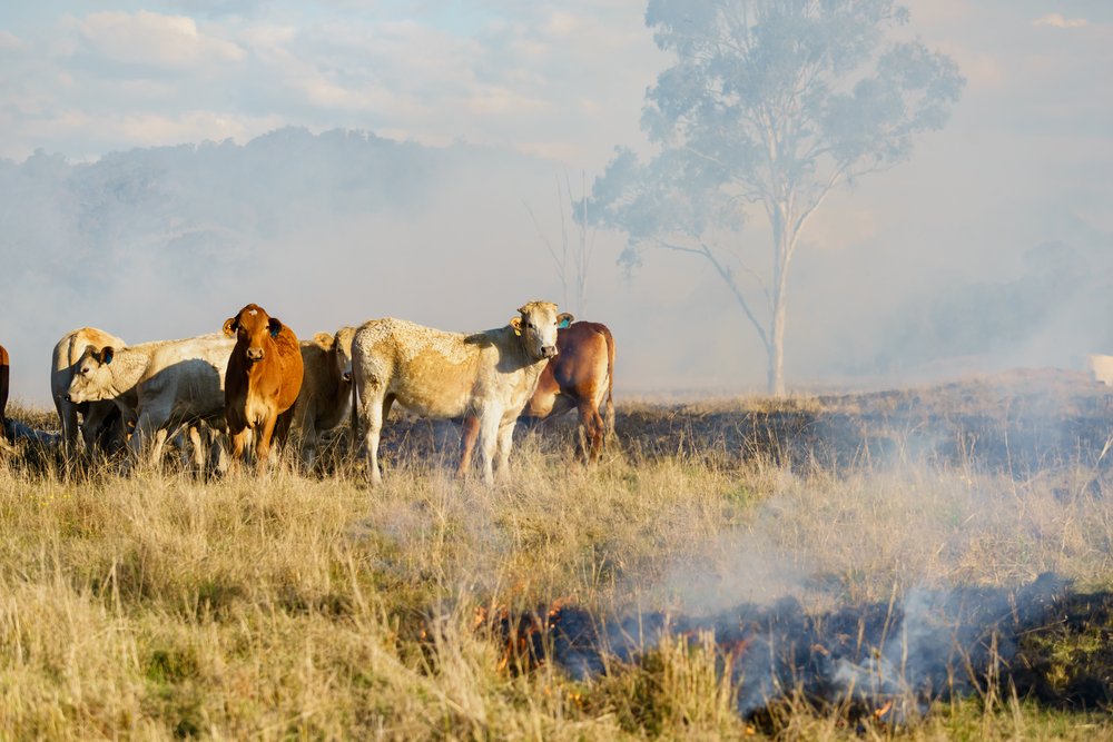 fire australia fire