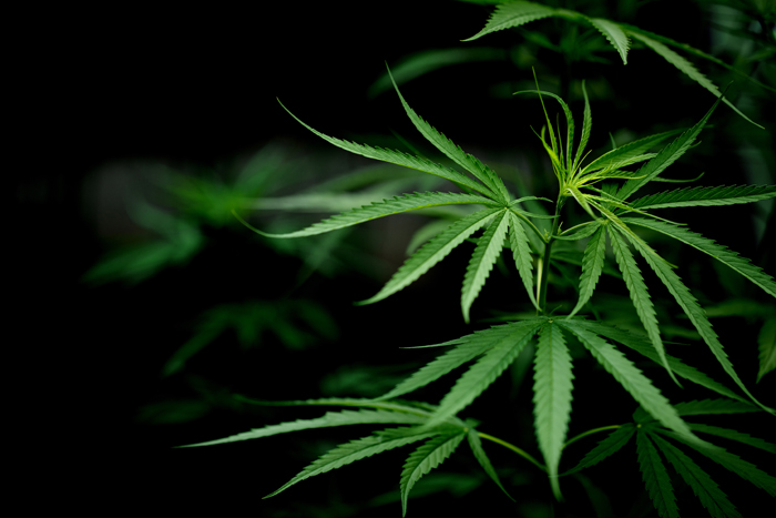 1_hemp
