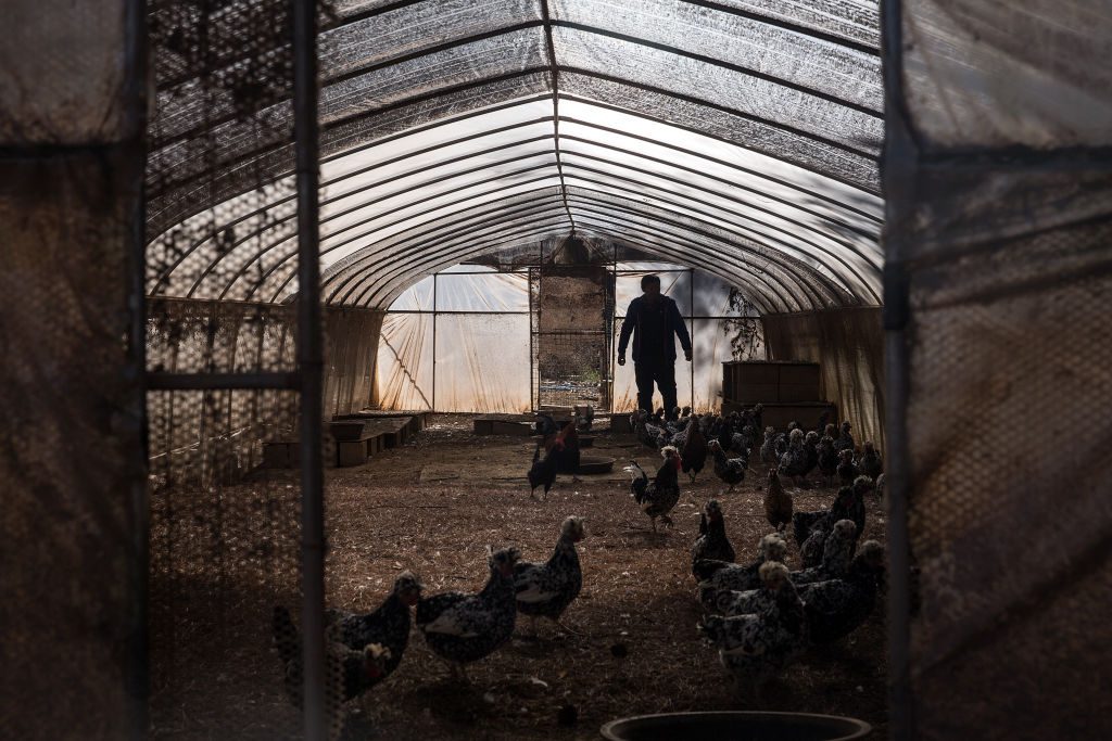 Chicken-Farm-3-1024x683