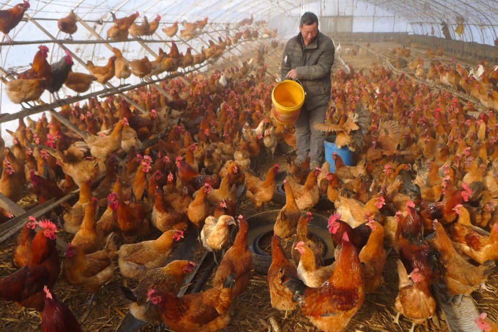 Chicken-Farm-4-1024x683