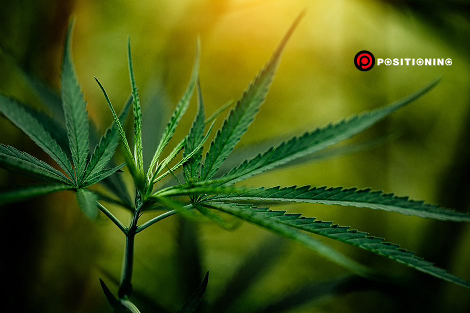 Cannabis marijuana leaf closeup dark background.