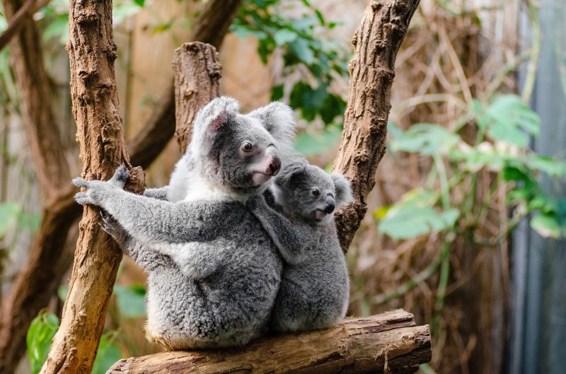 koala-