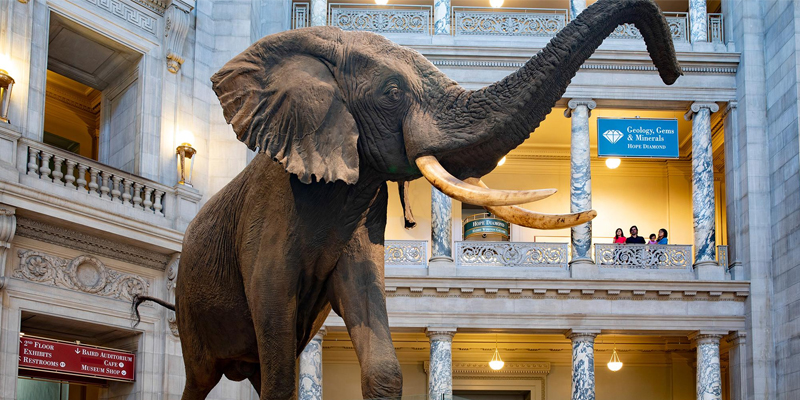 Smithsonian-Natural-History