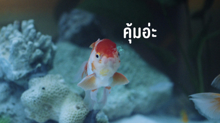 goldfish