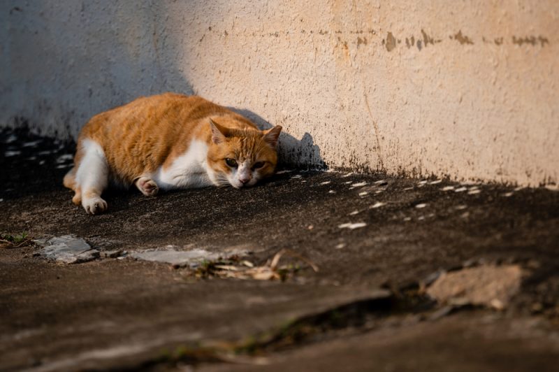cat china