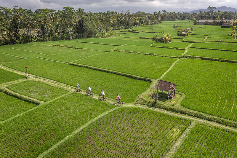 rice-field-bicycle-fourseasons-bali-edit
