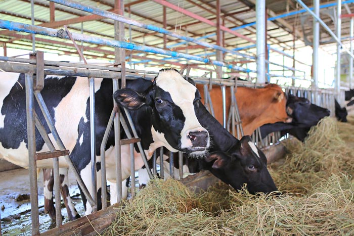 Cows eating hay in cowshed Thailand farm. Dairy cows to producti