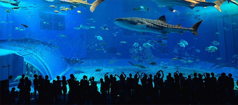 Okinawa-Aquarium