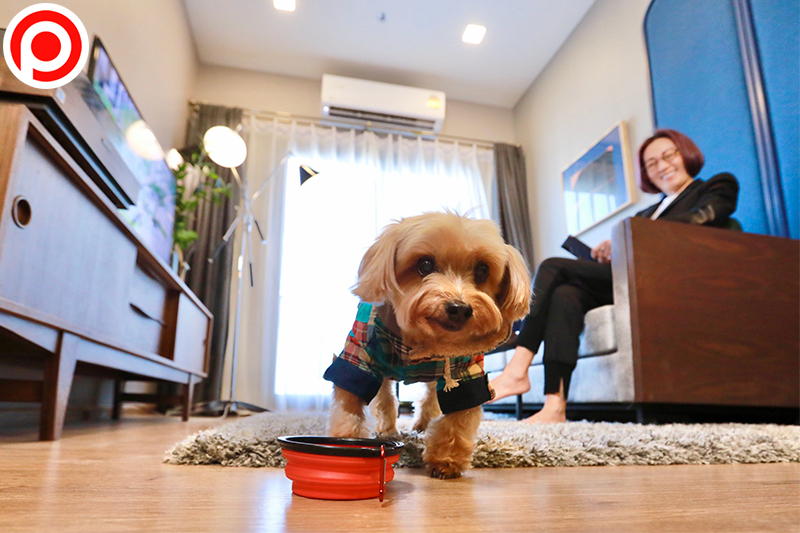 Major-Pet-friendly-condo