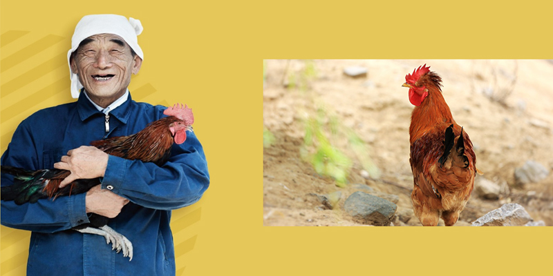 JD-chicken-farm
