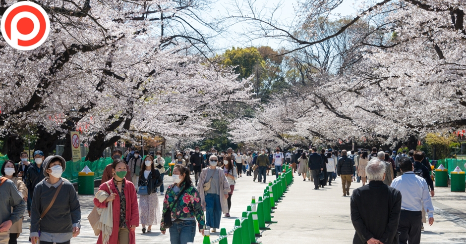 japan sakura