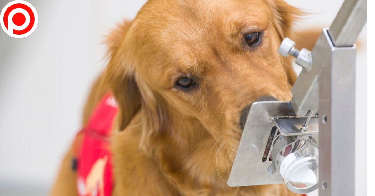 Sniffer dogs DHSC