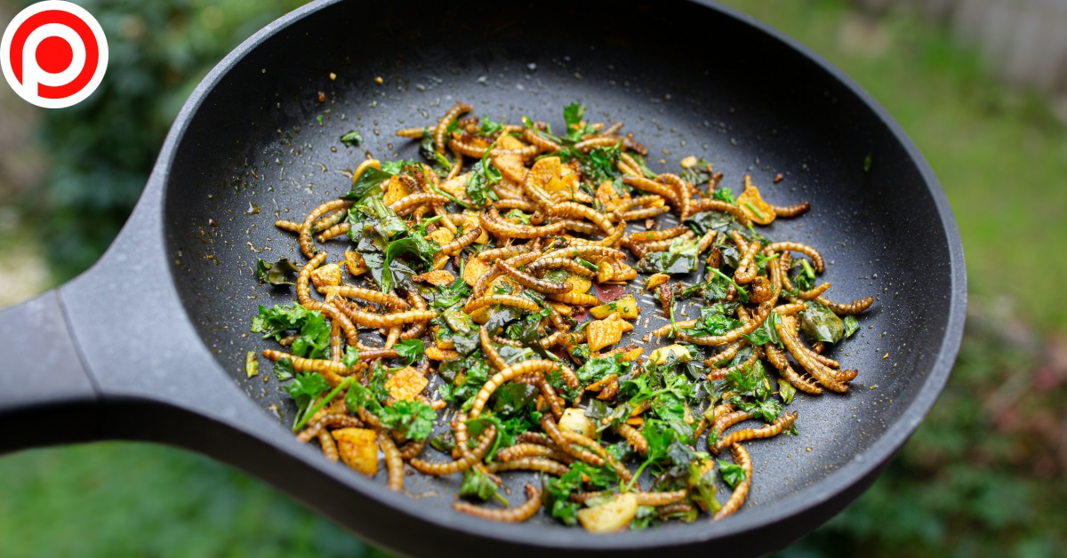 Mealworm food eu