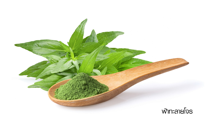 Kariyat or Andrographis paniculata powder and  green leaves  on