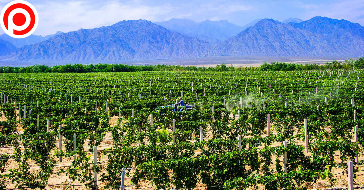 Ningxia-Hui Vineyard