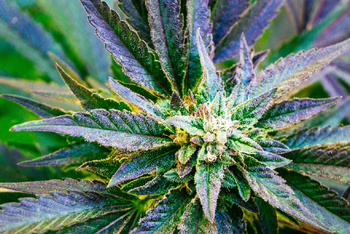 Cannabis plant
