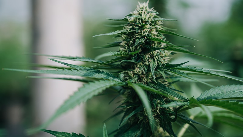 ESG-Hemp_2