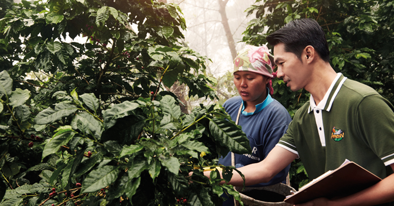 Cafe-Amazon-plantation