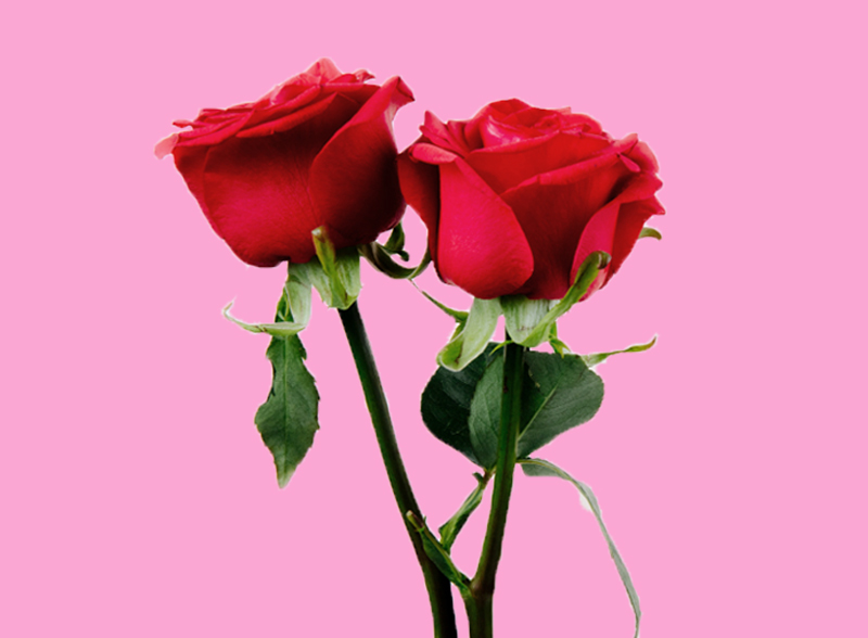 Love-Products-Roses