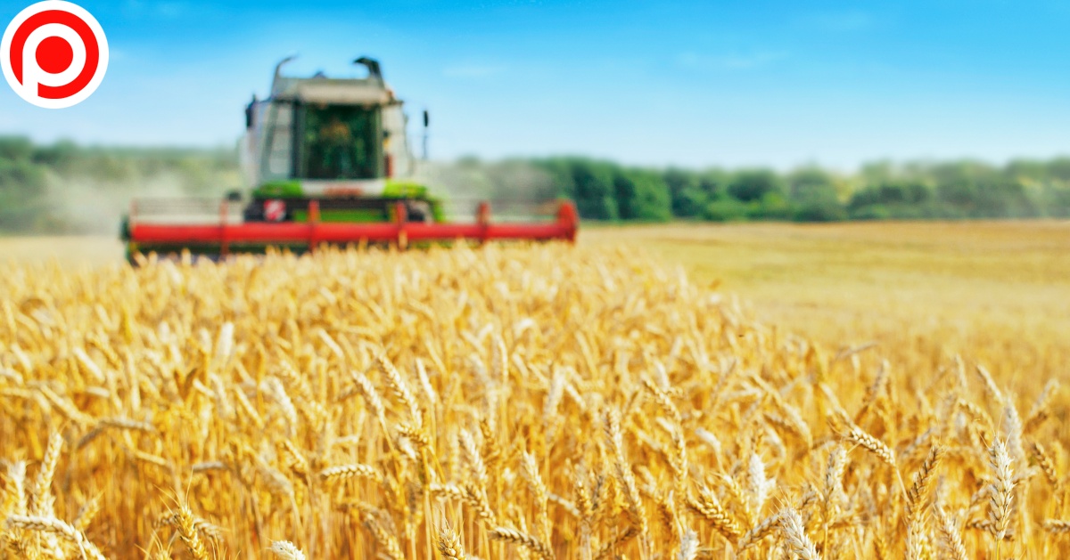 Combine,Harvester,Harvests,Ripe,Wheat.,Agriculture
