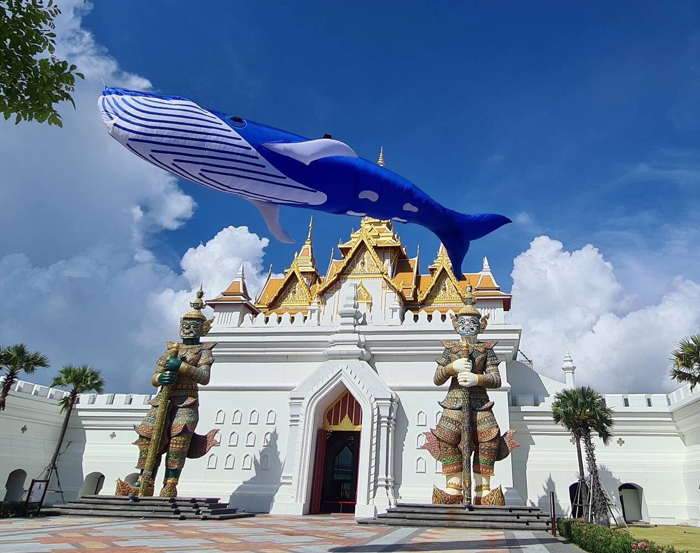 โชว์ว่าว
