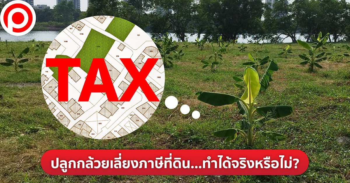 ปลูกกล้วย เลี่ยงภาษีที่ดิน