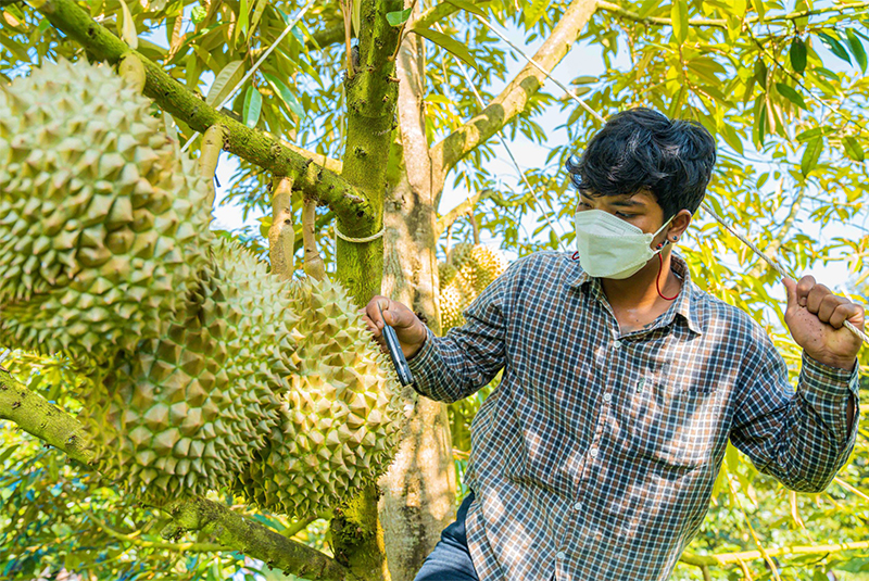 Lotus-Durian-01