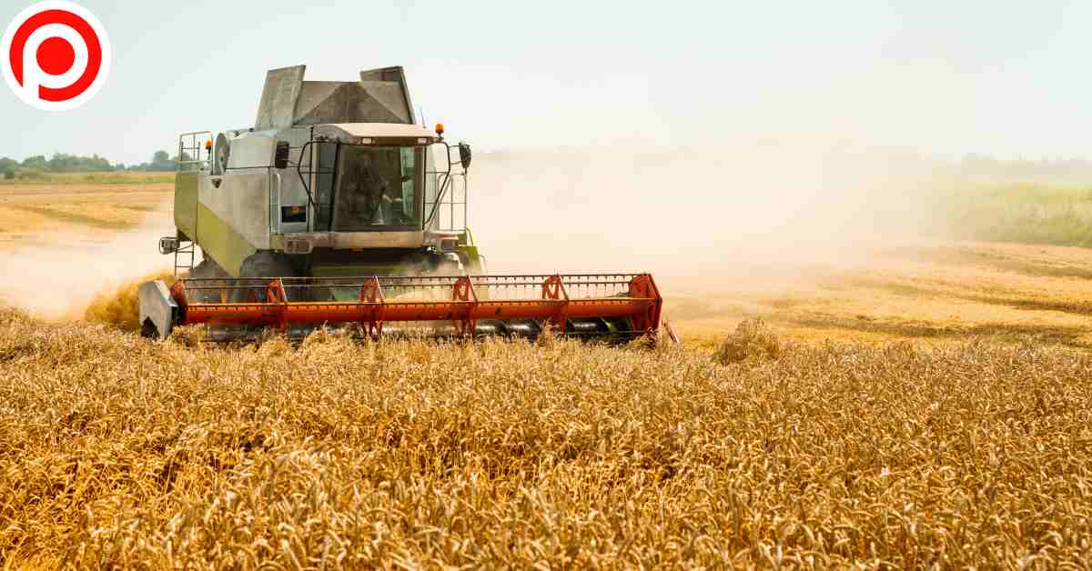 Wheat