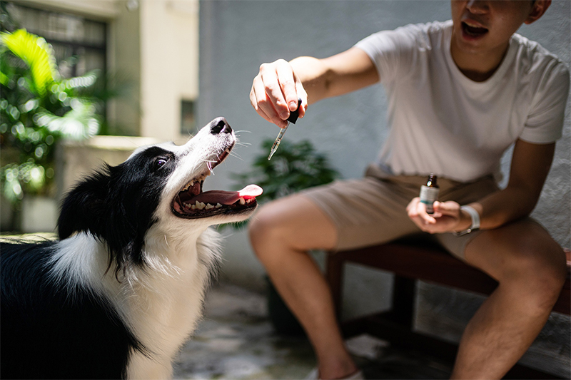 CBD-Pet-Food
