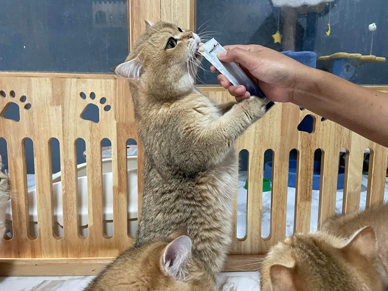 CAT-4